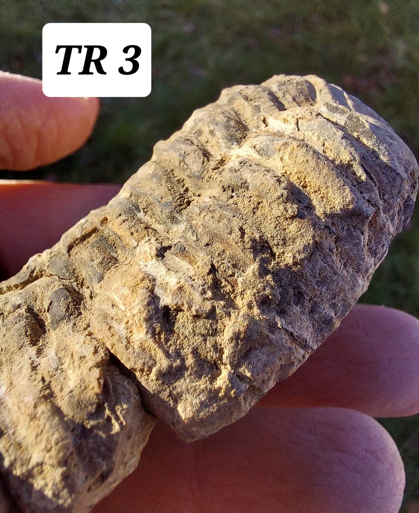 Trilobite (Flexicalymene), 83.86g, Fossil (Ref: TR3)