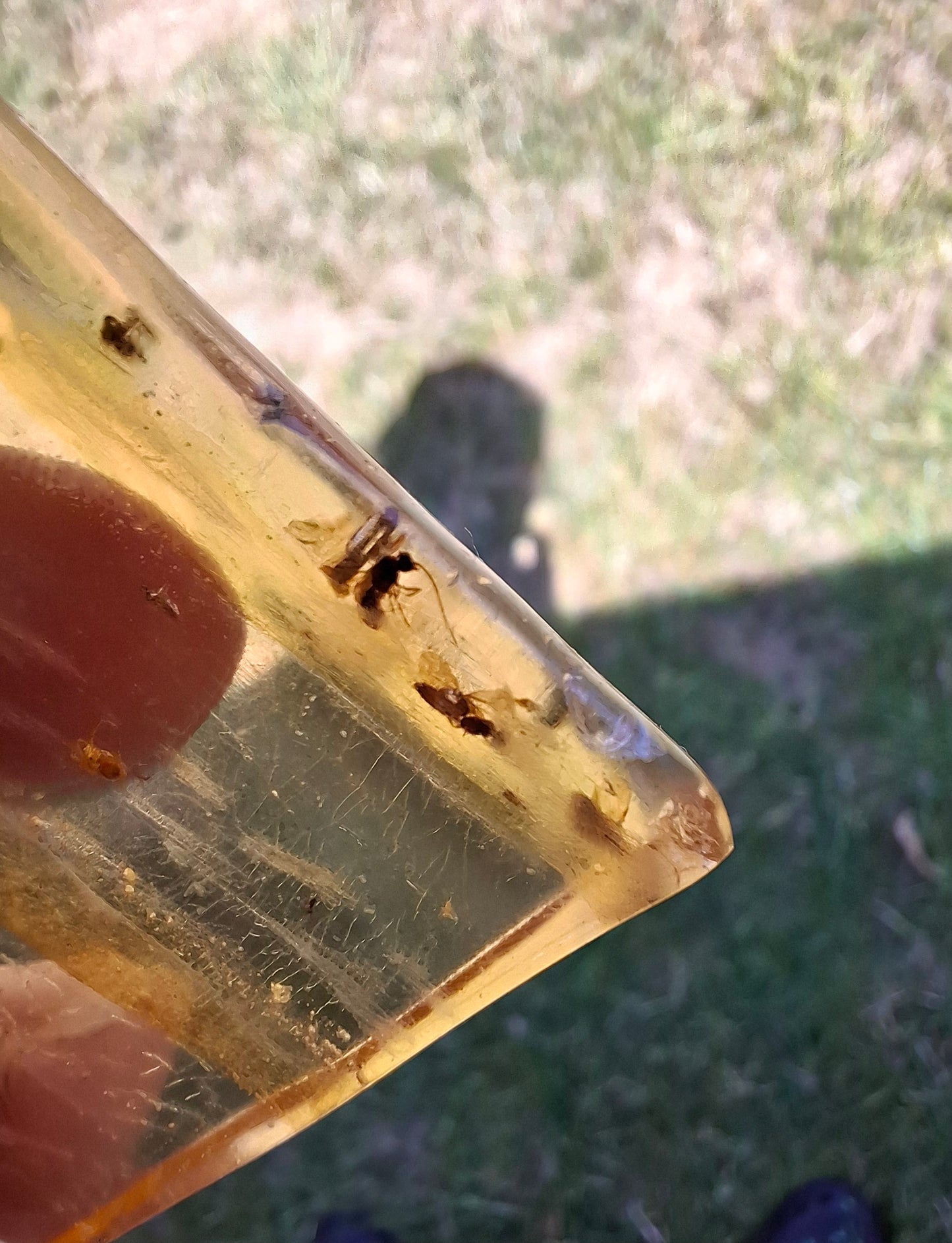 Copal Young Amber with INSECTS inside, 8.39g, Fossil (Ref: CA31)
