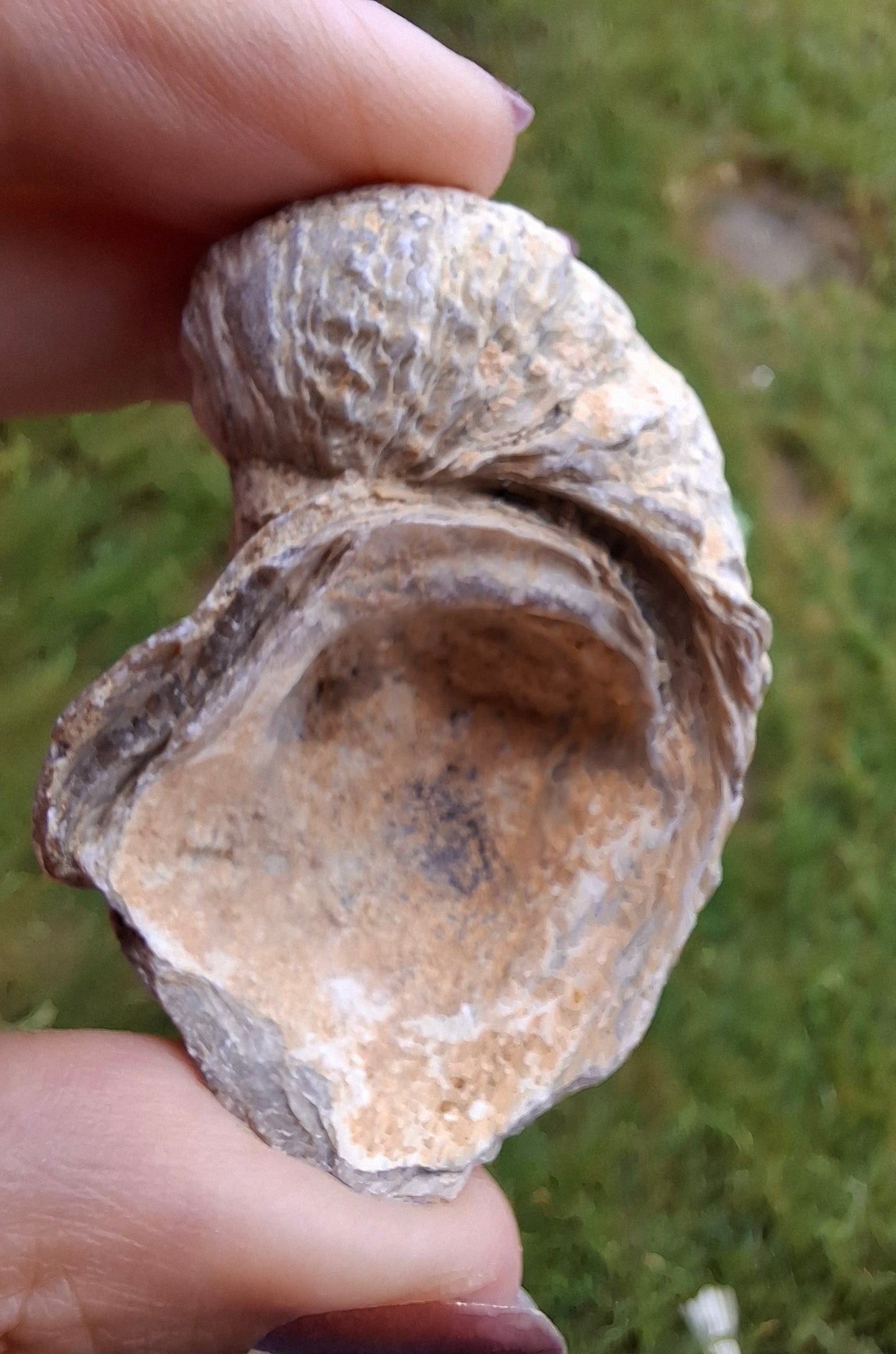 Gryphaea (Devil's Toenail), 57.53g, Fossil (Ref: G2)