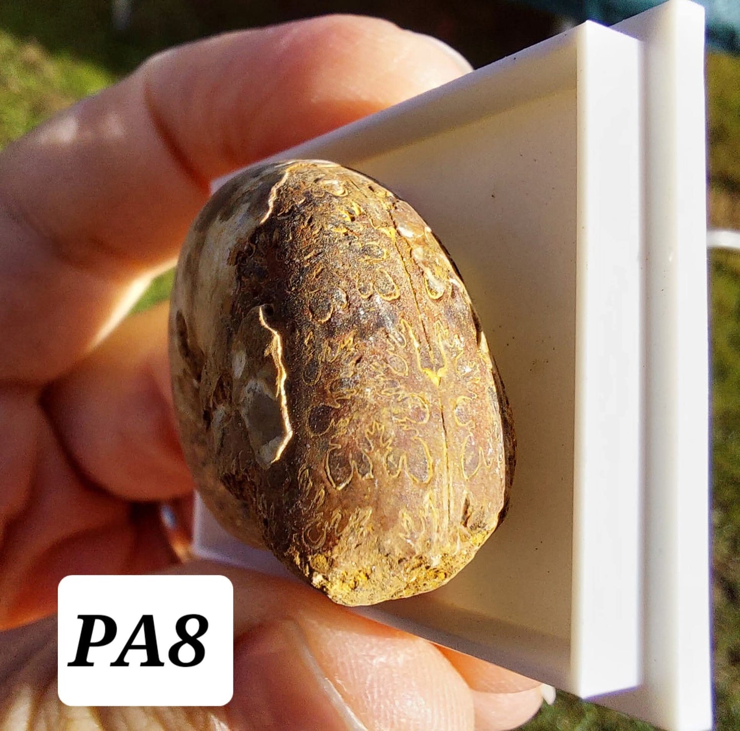 Phylloceras Ammonite, Fossil (Ref: PA8)