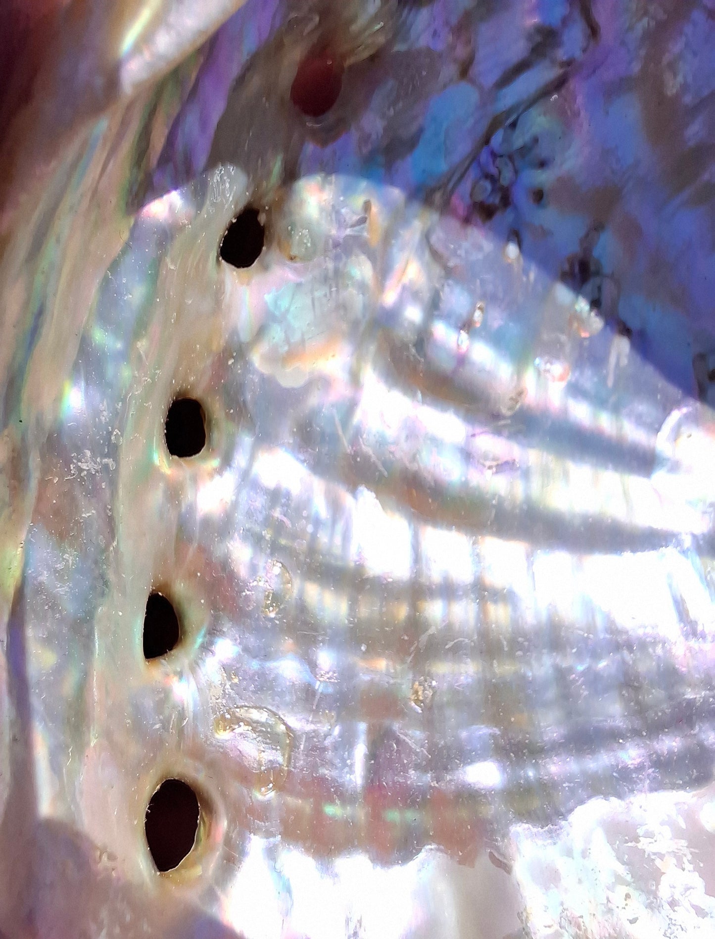 Abalone Shell, (Ref: SH1)