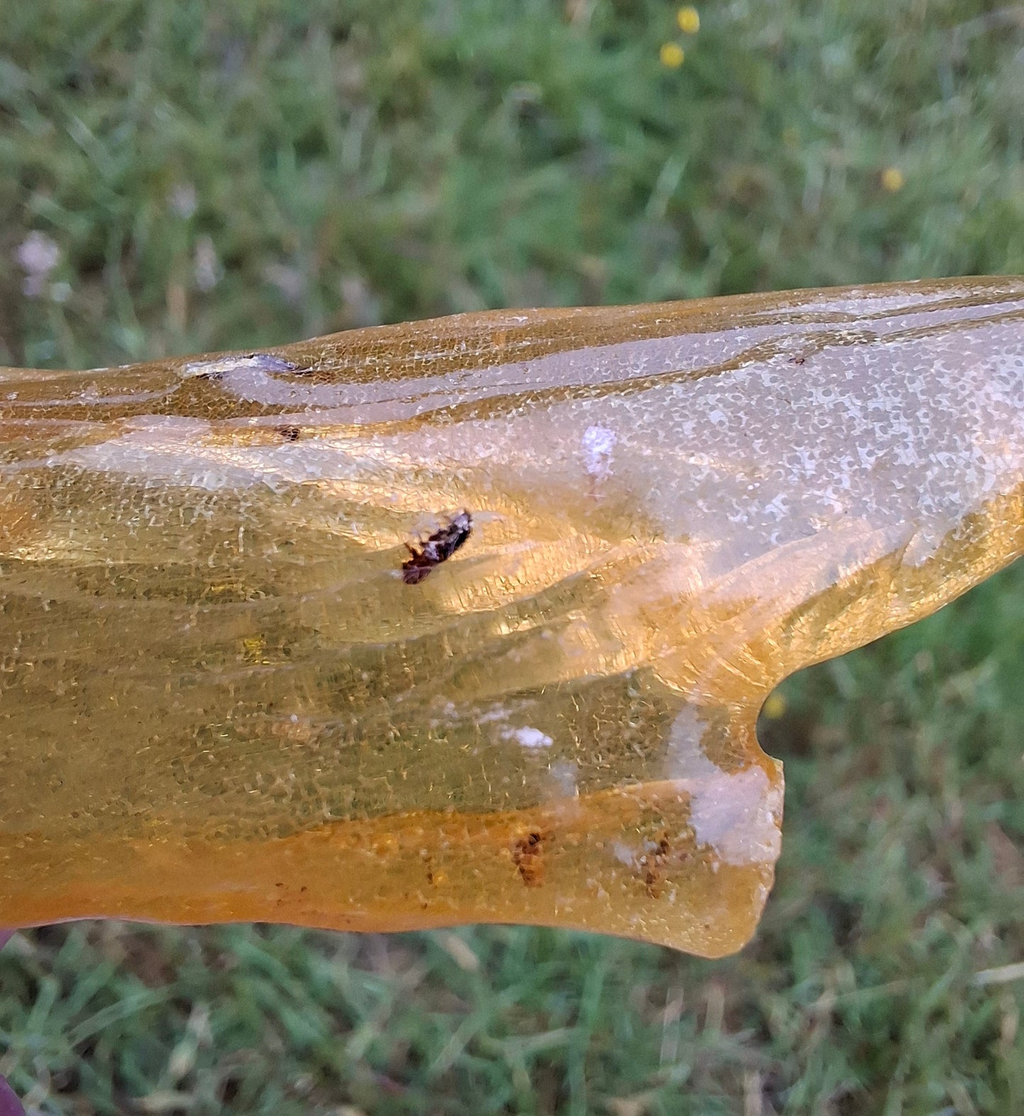 Copal Young Amber with INSECTS inside, 10.79g, Fossil (Ref: CA14)