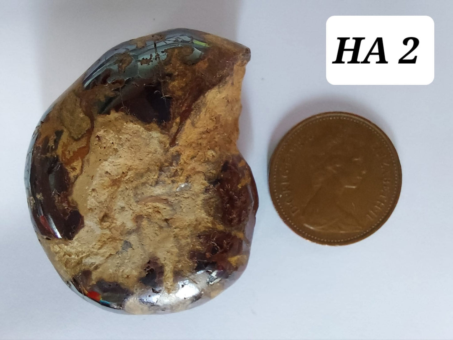 Hematite Ammonite, 22.72g, Fossil (Ref: HA2)