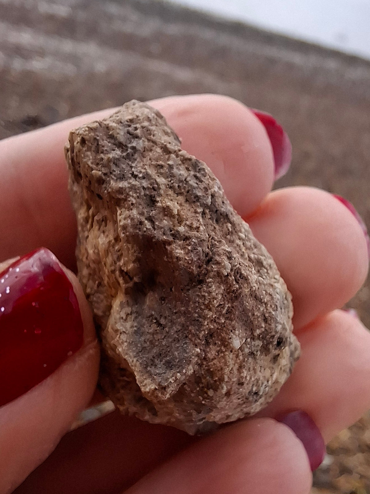 Sauropod Dinosaur Coprolite, 12.82g, Fossil (Ref: DP1)