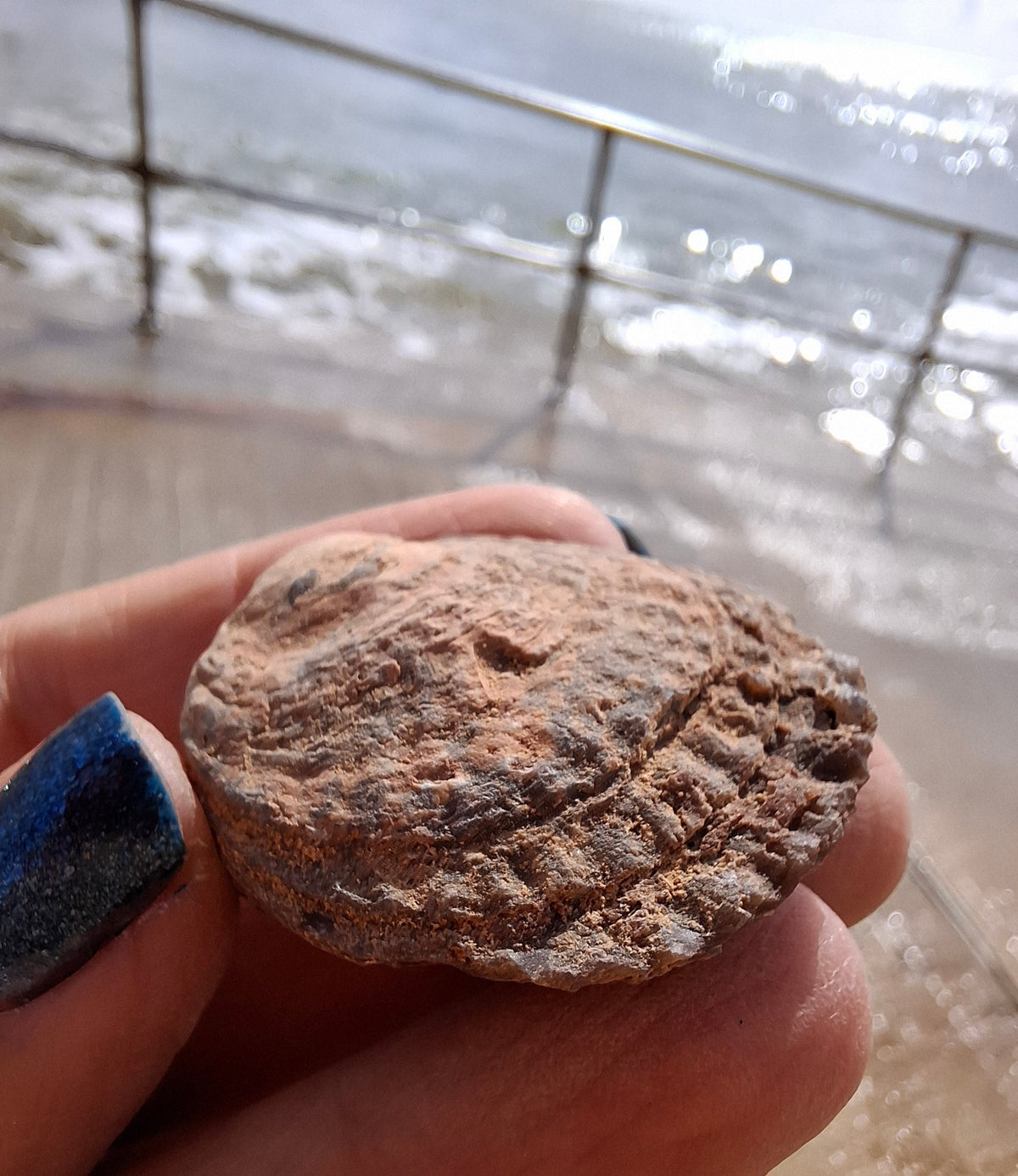 Chalcedony Oyster, Fossil (Ref: FO9)