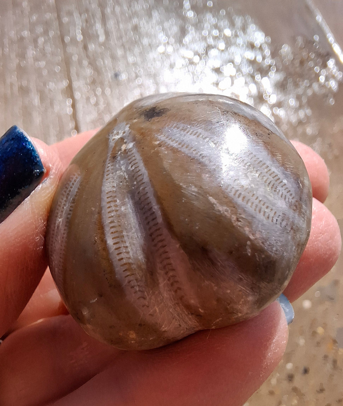 Polished Sea Urchin, Fossil (Ref: SU2)