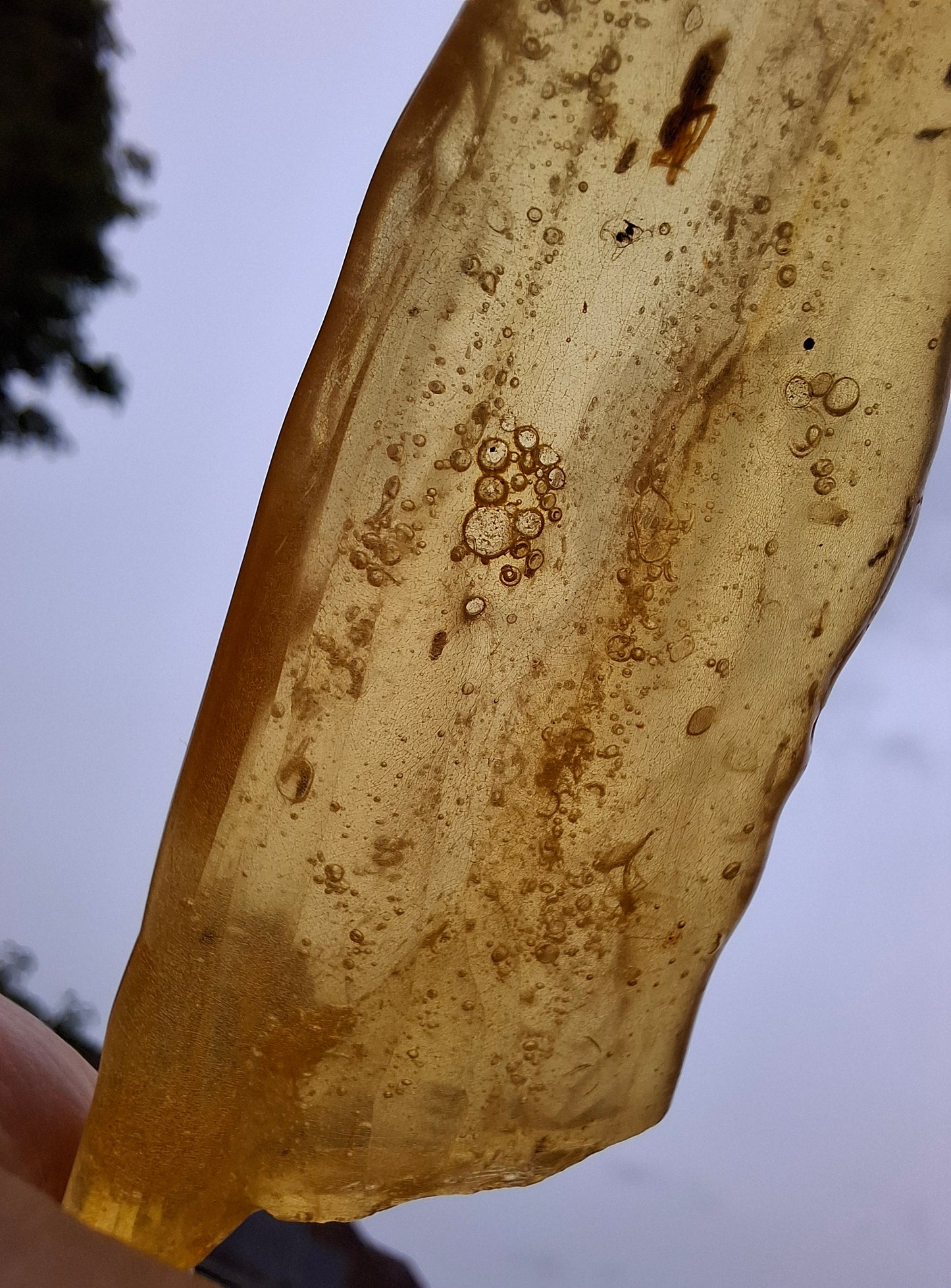 Copal Young Amber with INSECTS inside, 18.29g, Fossil (Ref: CA33)