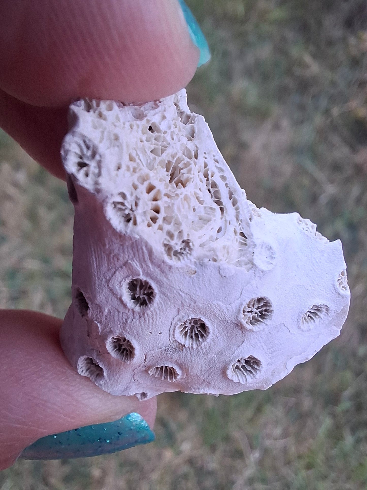 Fossil Coral, (Ref: FC1)