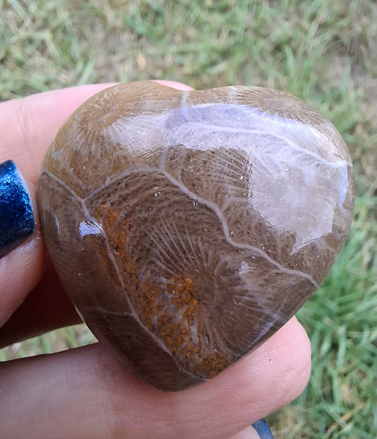Fossil Coral Heart (Ref: CoH3)