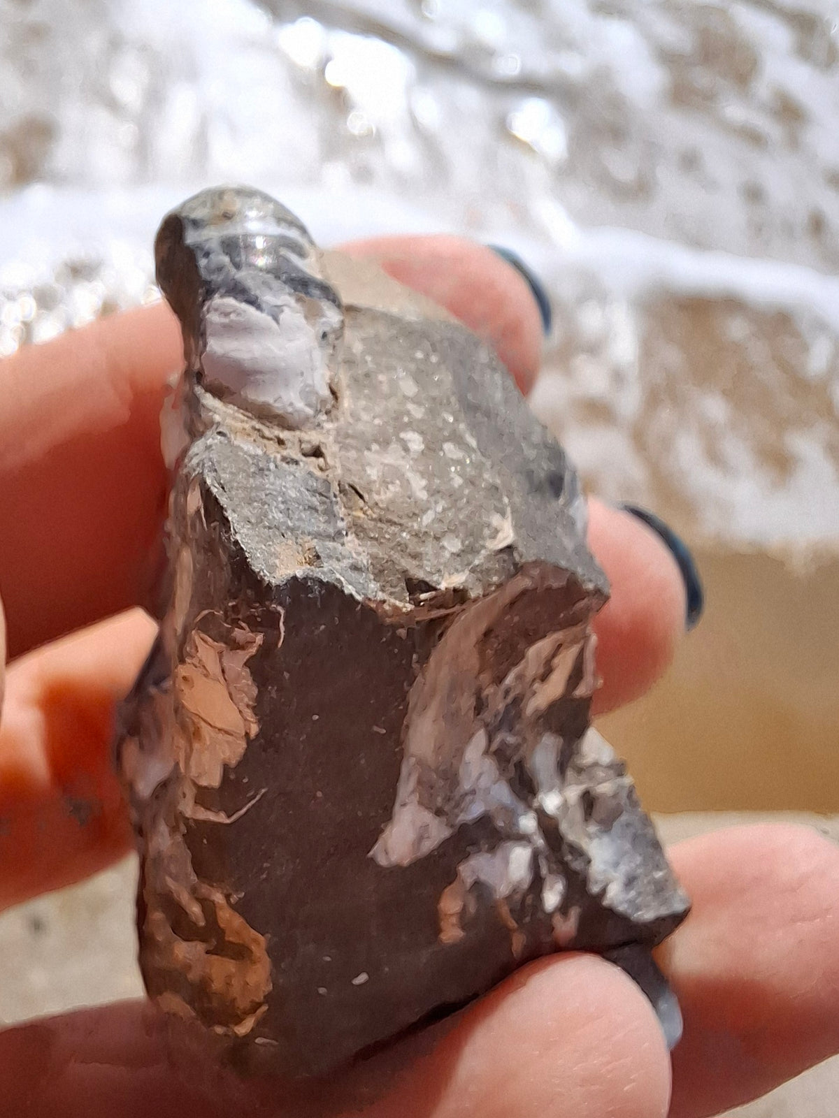 Ammonite Cluster, Fossil (Ref: ACL3)
