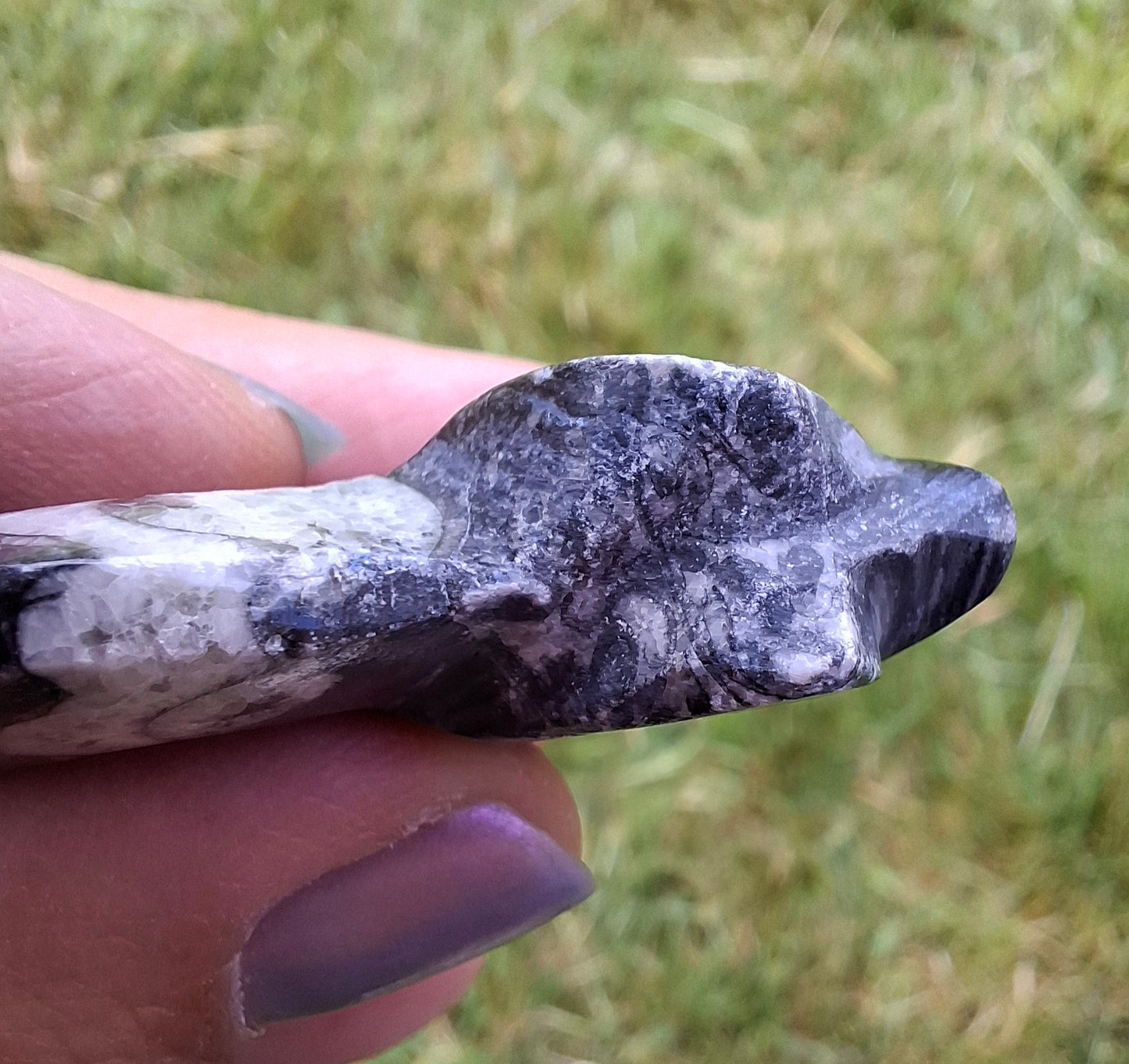 Goniatite, Fossil (Ref: GA5)