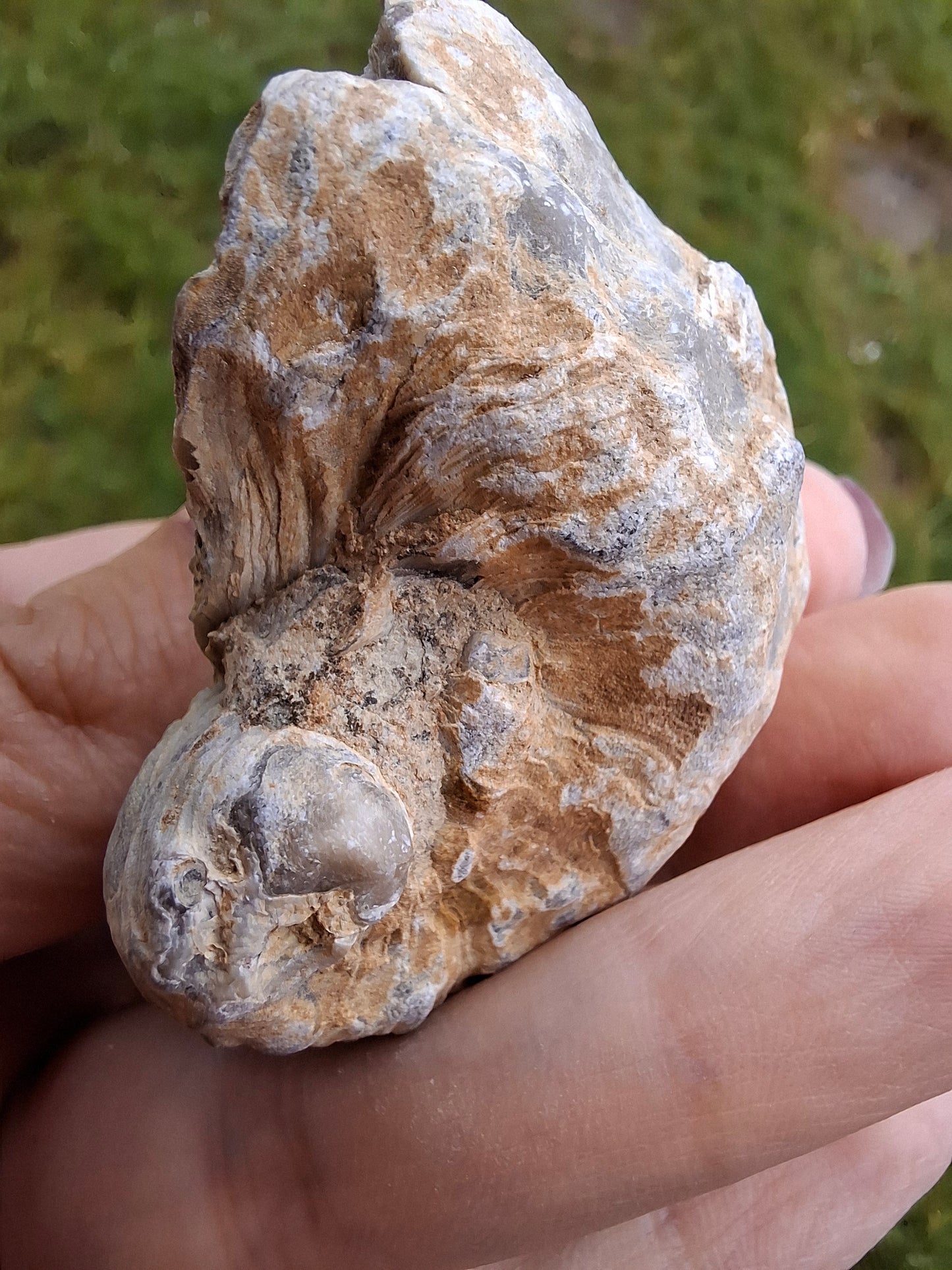Gryphaea (Devil's Toenail), 57.53g, Fossil (Ref: G2)