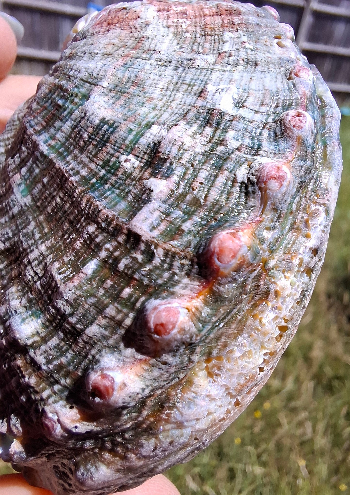 Abalone Shell, (Ref: SH1)