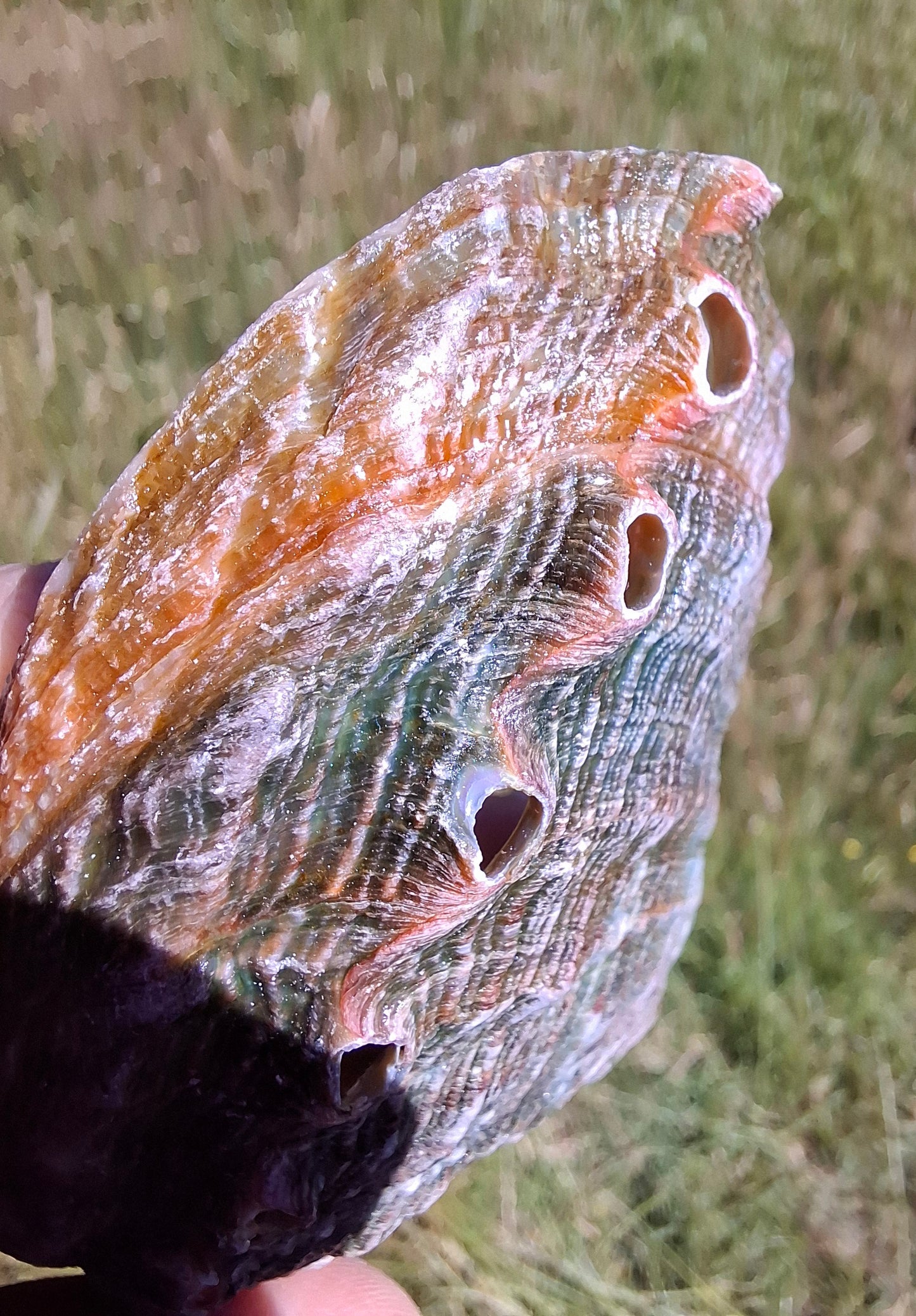 Abalone Shell, (Ref: SH1)