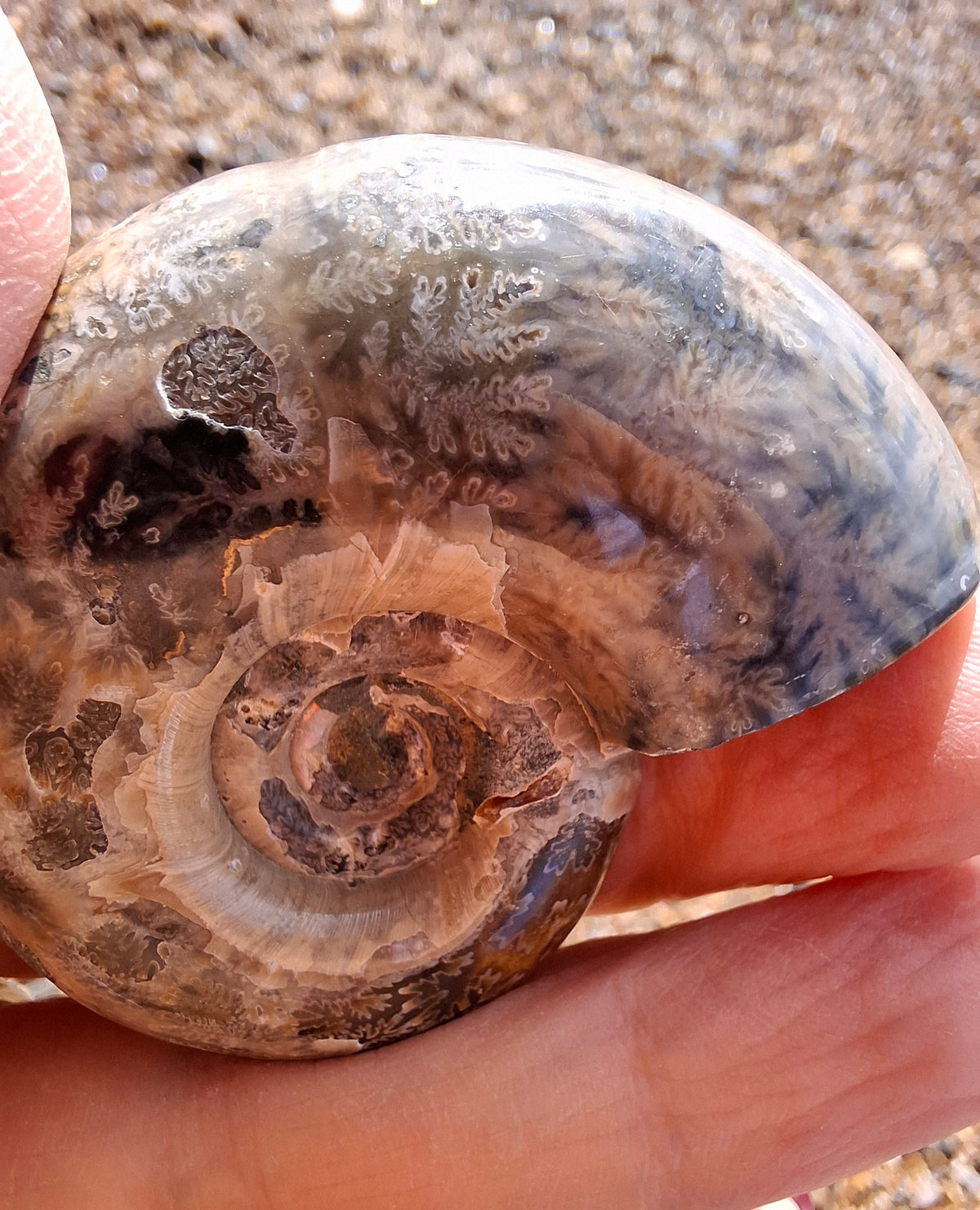 Polished Ammonite, Fossil (Ref: AMM1)