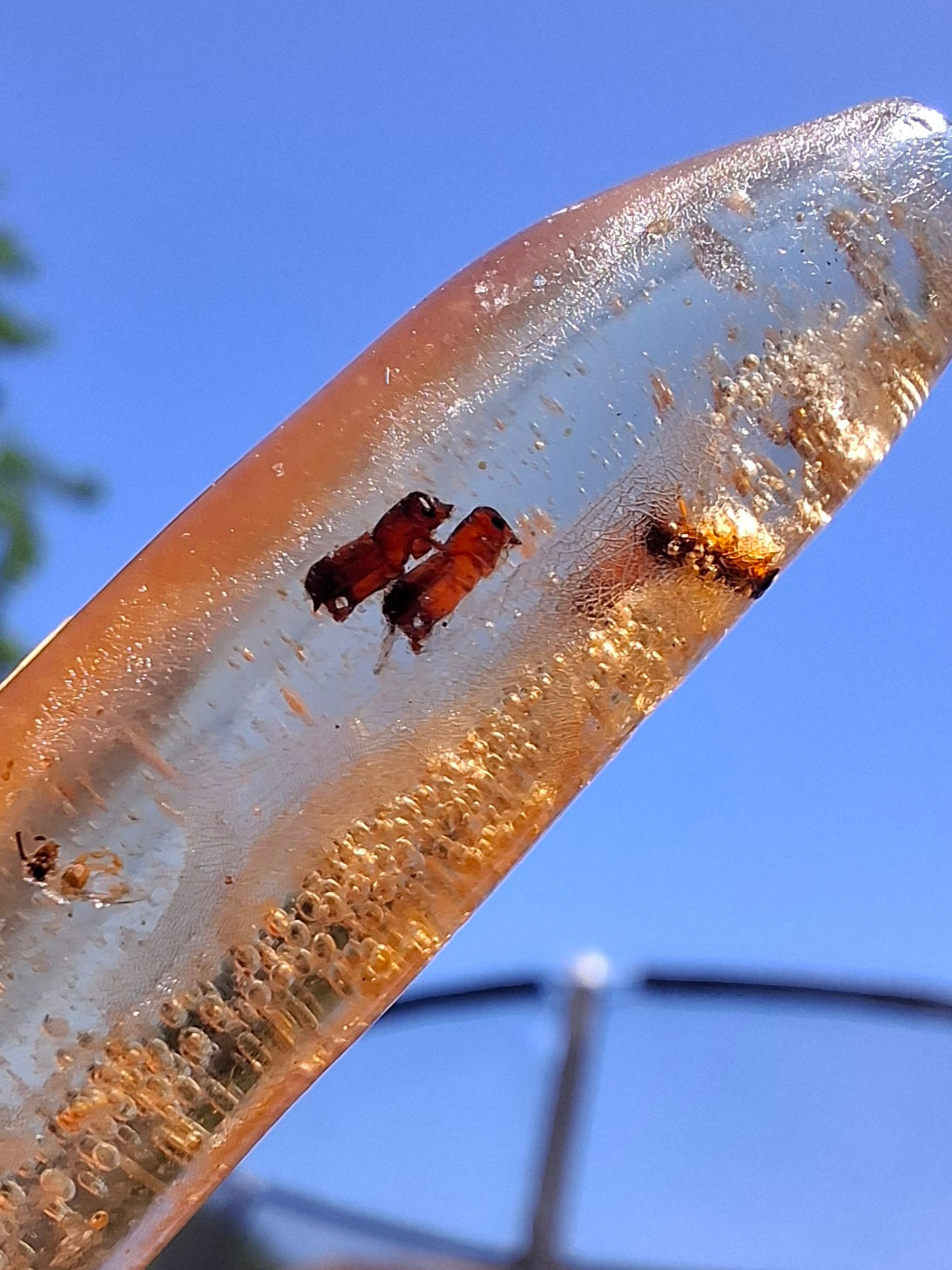 Copal Young Amber with INSECTS inside, 5.46g, Fossil (Ref: CA36)