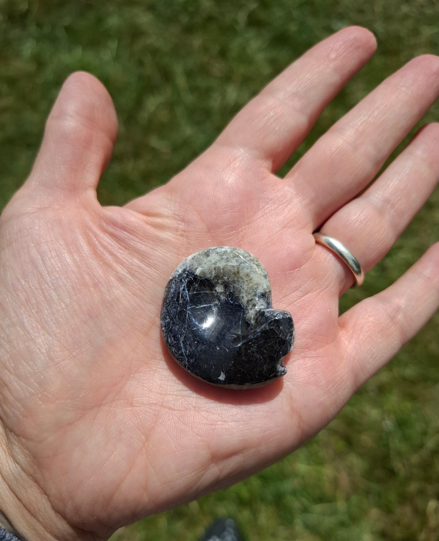 Goniatite, Fossil (Ref: GA3)