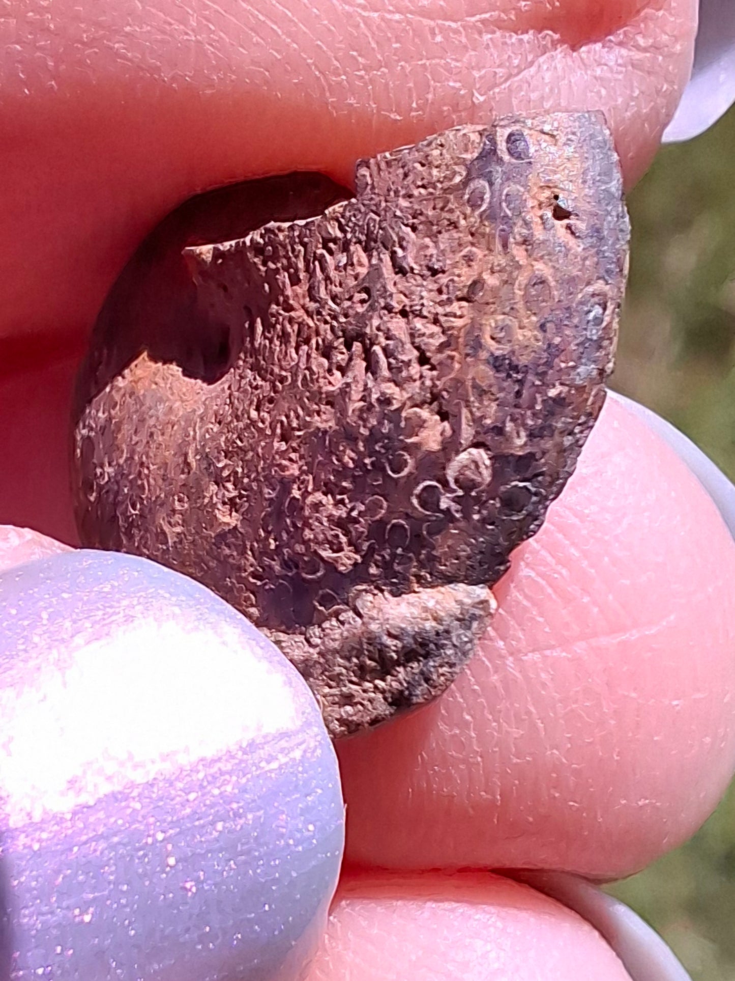 Small Haematite Ammonite HALF, 1.32g, Fossil (Ref: MA5)
