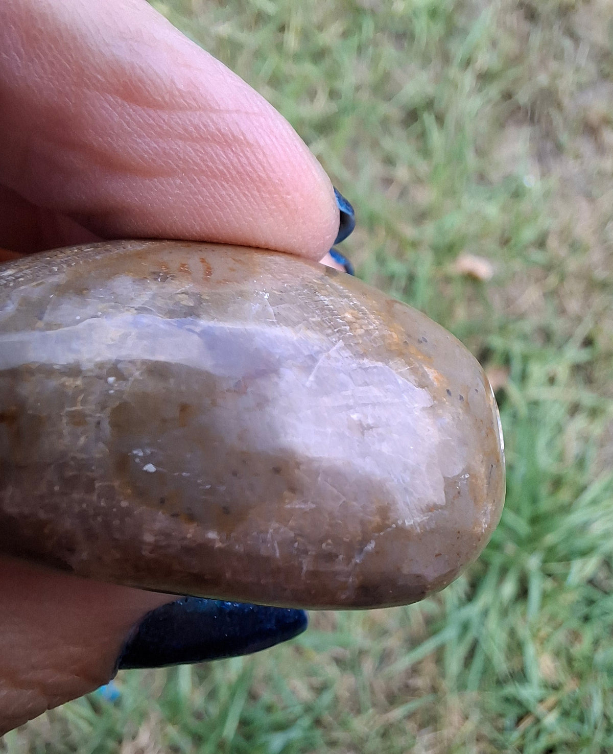 Polished Sea Urchin, Fossil (Ref: SU3)