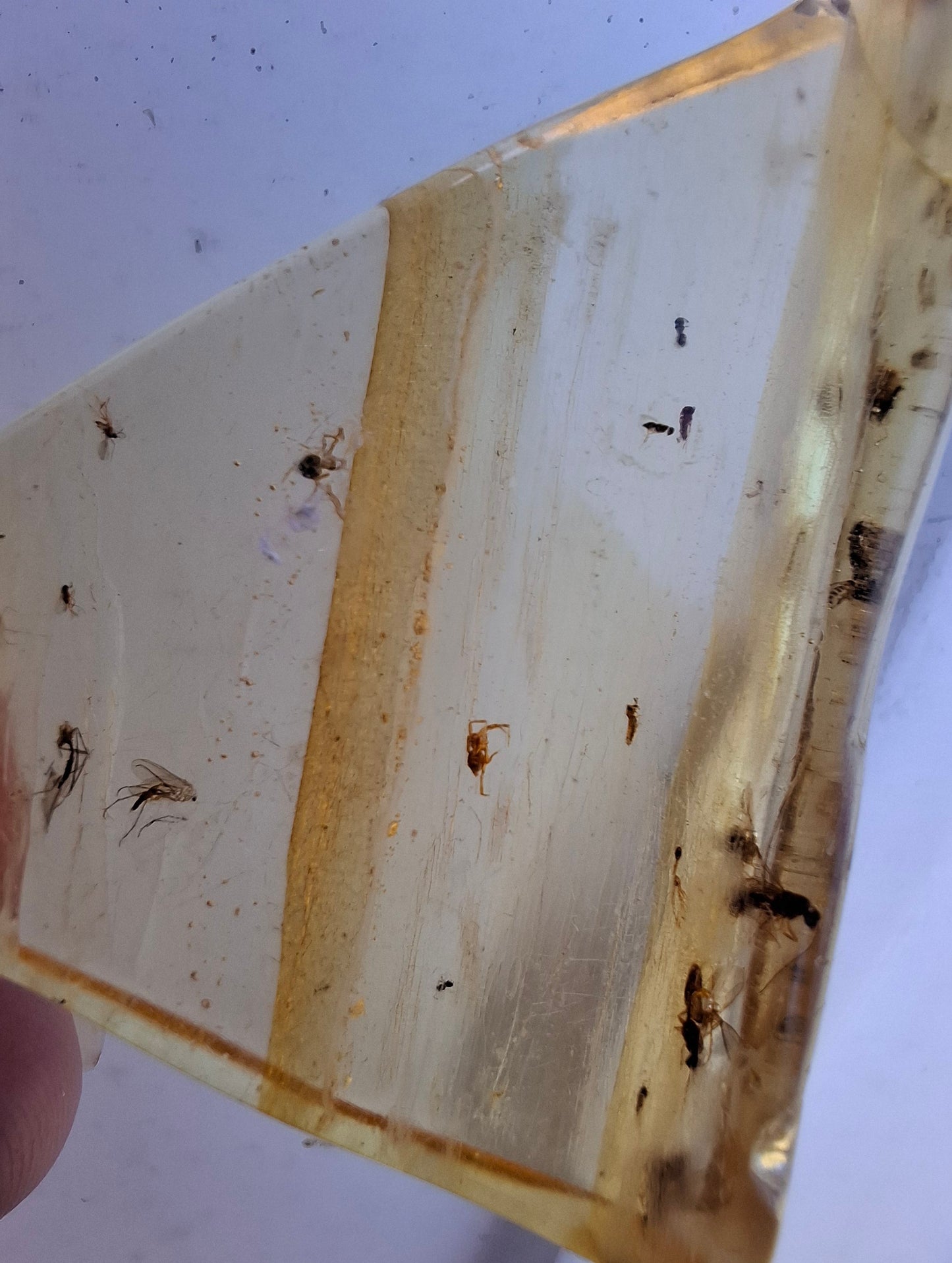 Copal Young Amber with INSECTS inside, 8.39g, Fossil (Ref: CA31)