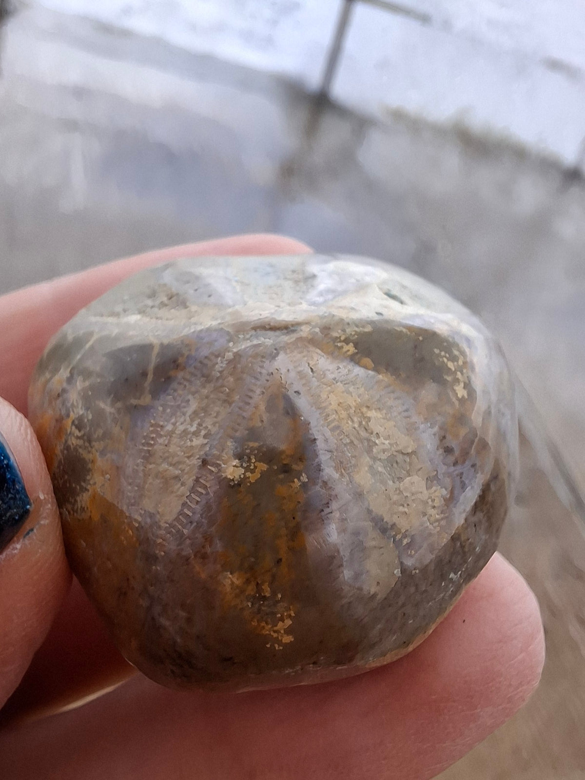 Polished Sea Urchin, Fossil (Ref: SU5)