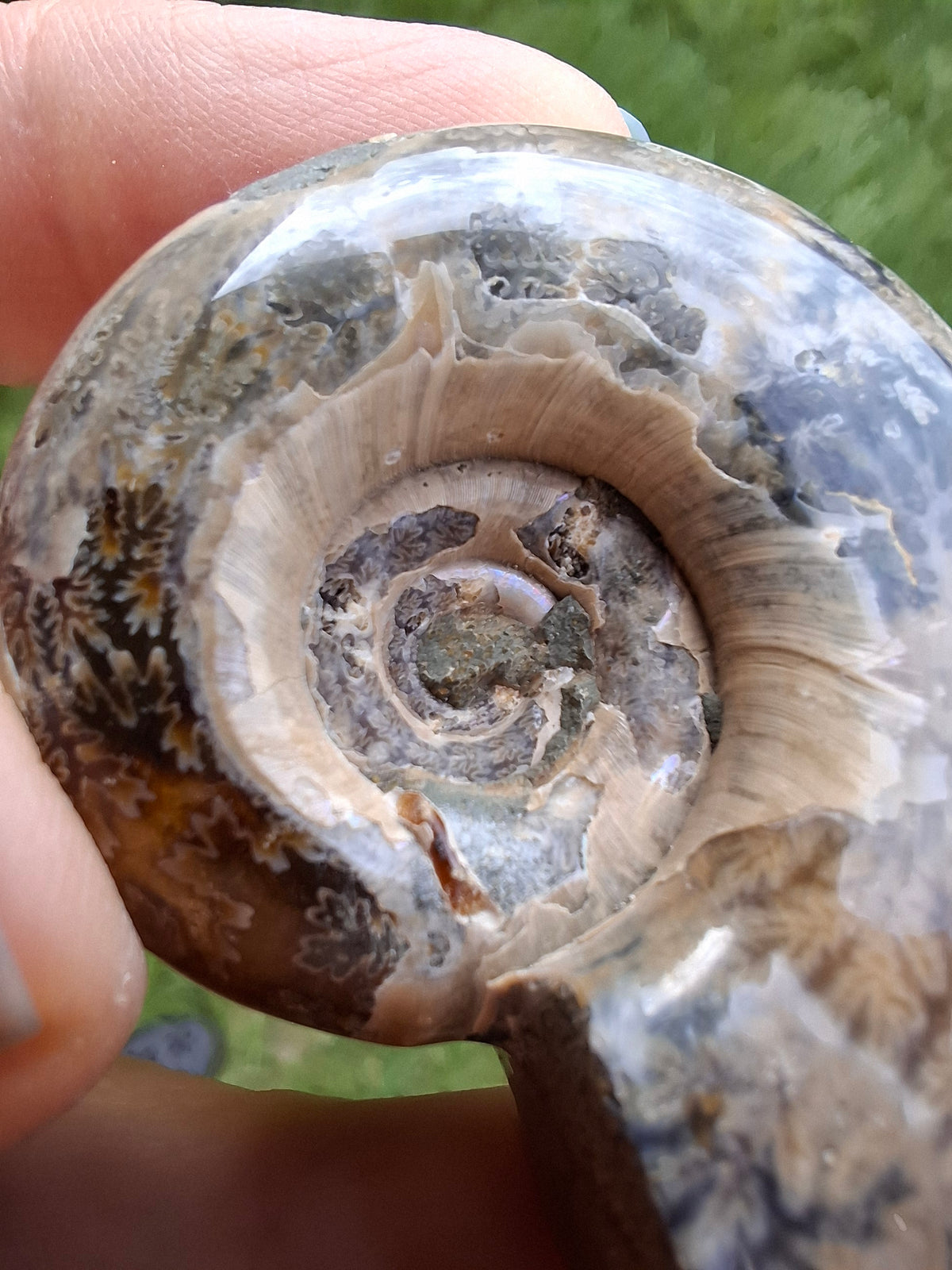 Polished Ammonite, Fossil (Ref: AMM1)