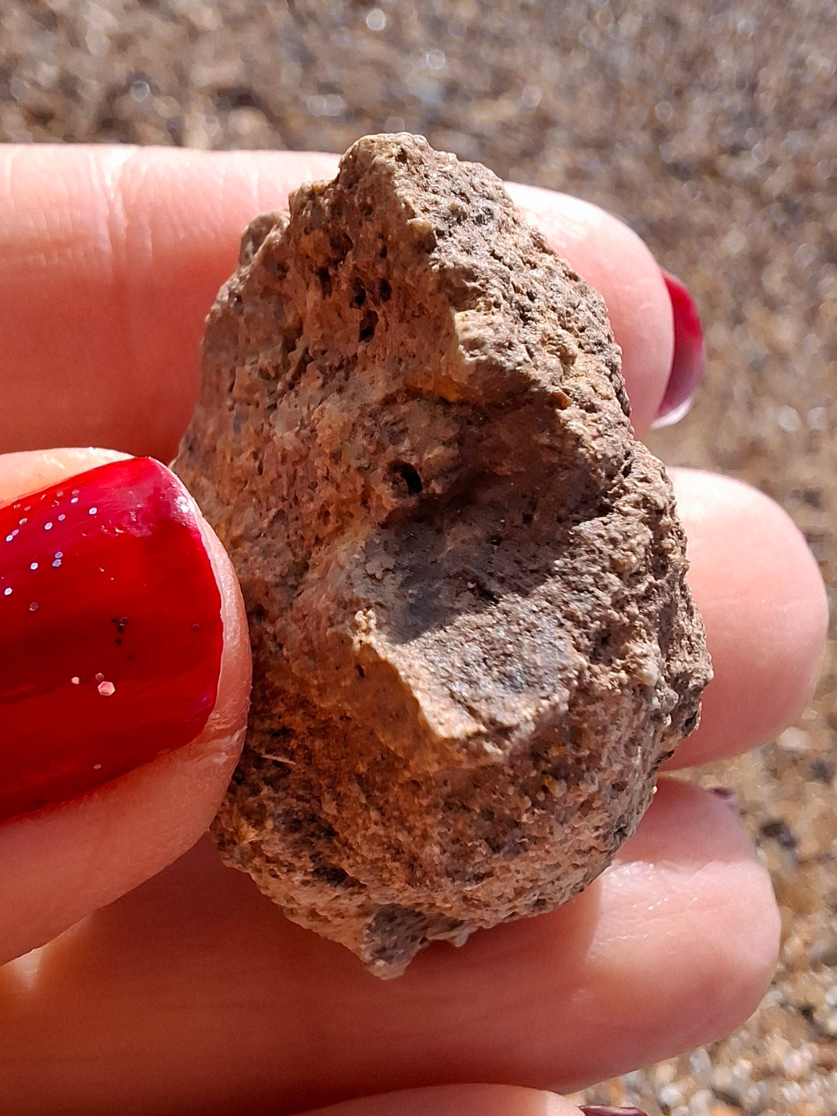 Sauropod Dinosaur Coprolite, 12.82g, Fossil (Ref: DP1)
