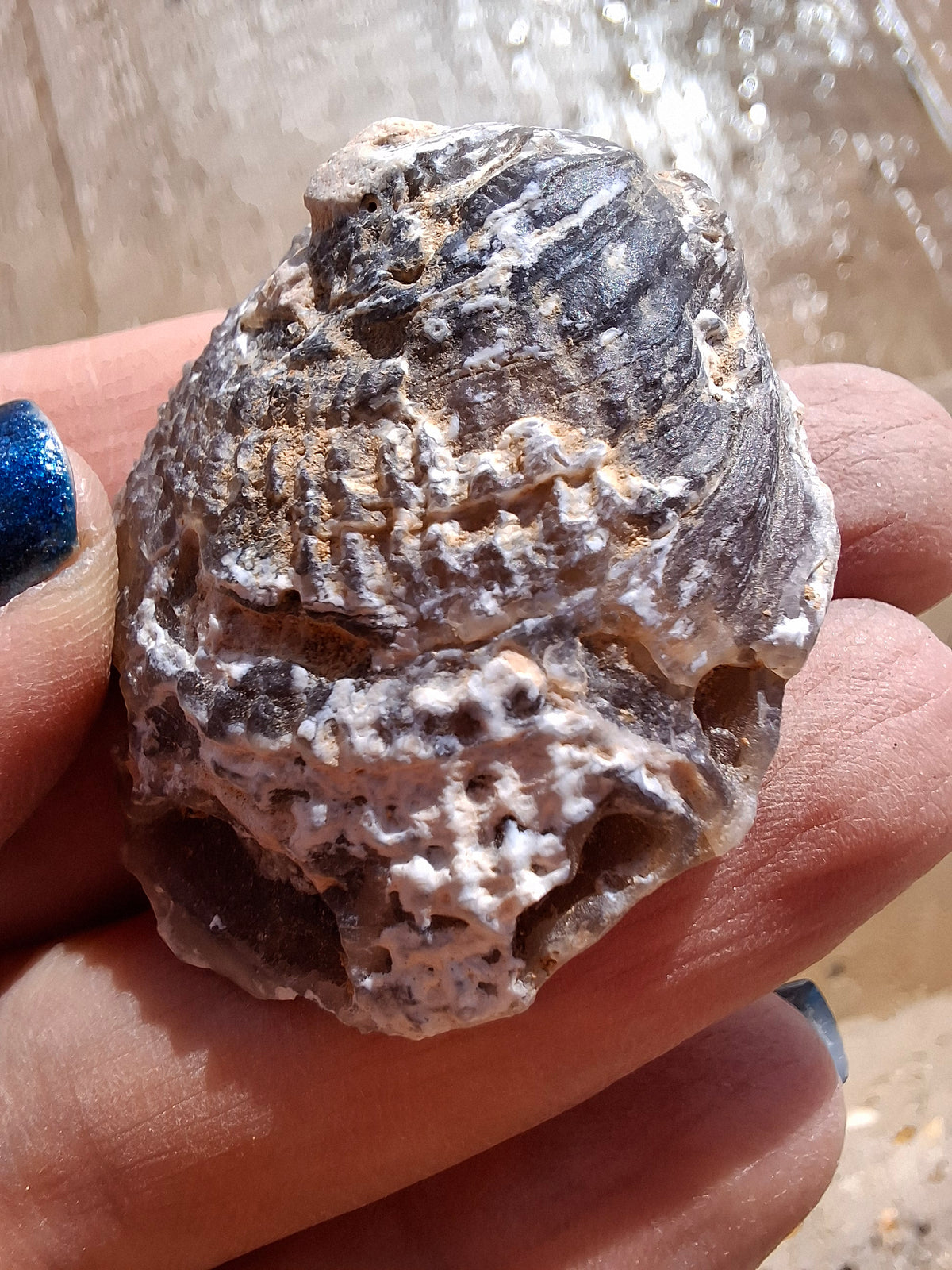 Chalcedony Oyster, Fossil (Ref: FO4)