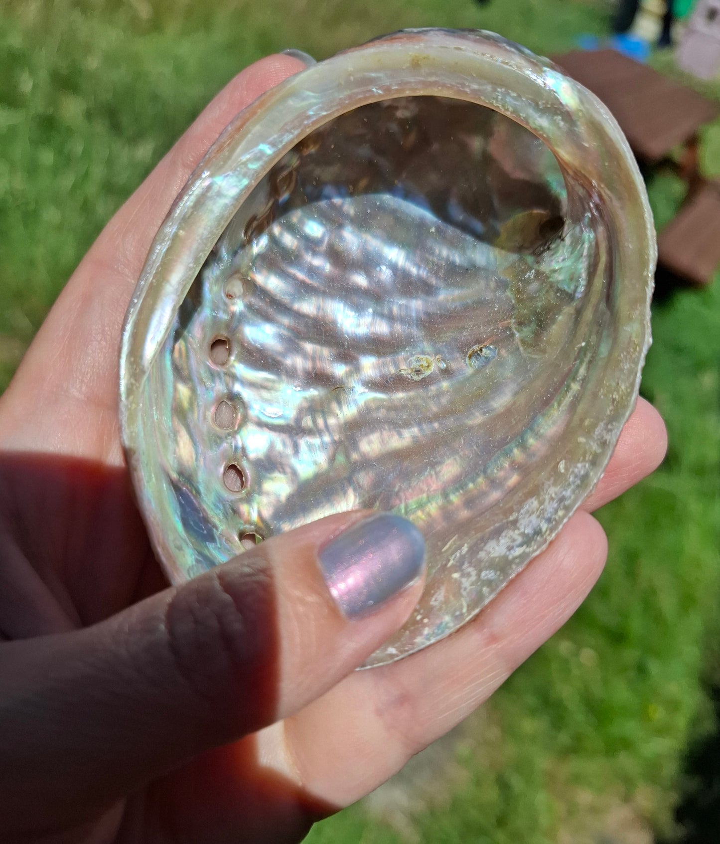 Abalone Shell, (Ref: SH3)