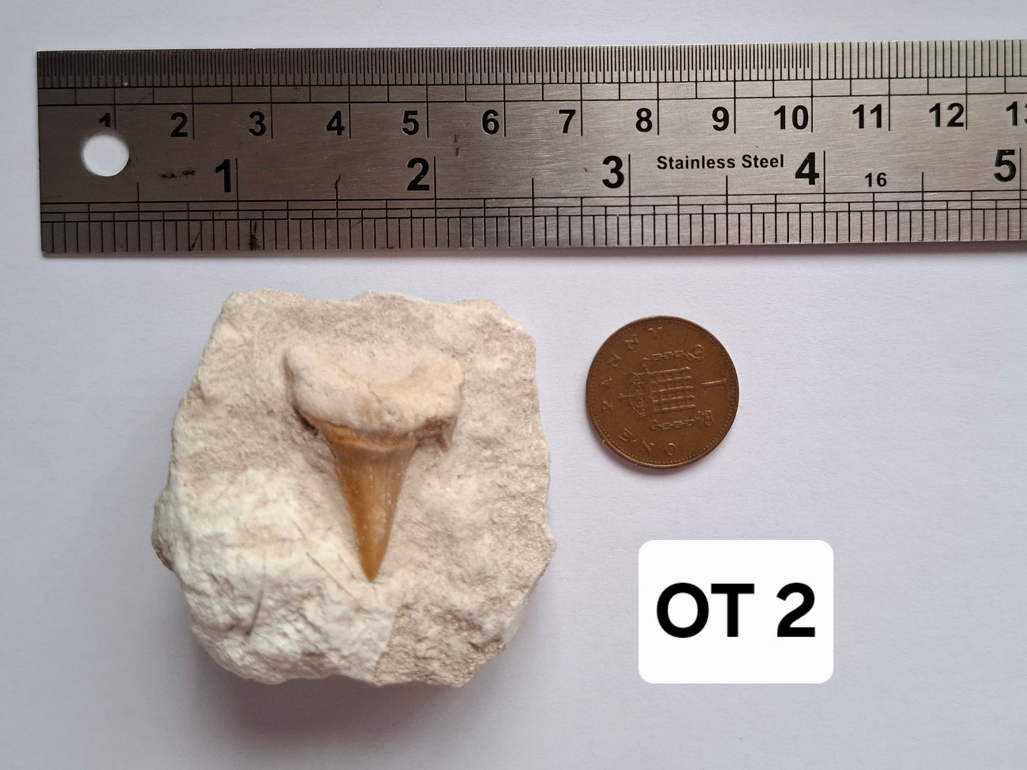 Otodus Shark Tooth in Rock, Fossil (Ref: OT2)