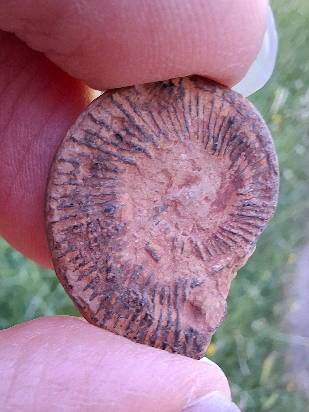 Small Haematite Ammonite HALF, 1.78g, Fossil (Ref: MA4)