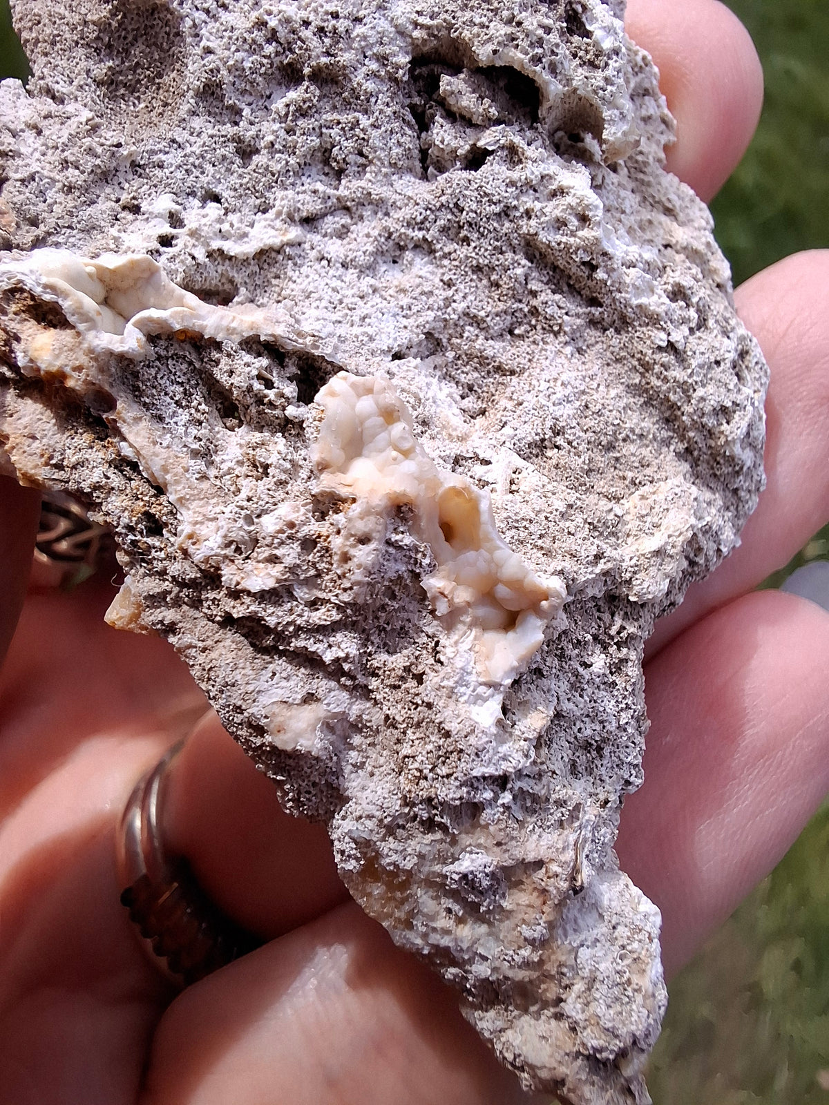 Fossilised Coral replaced by Chalcedony/Agate, Fossil (Ref: FCA2)