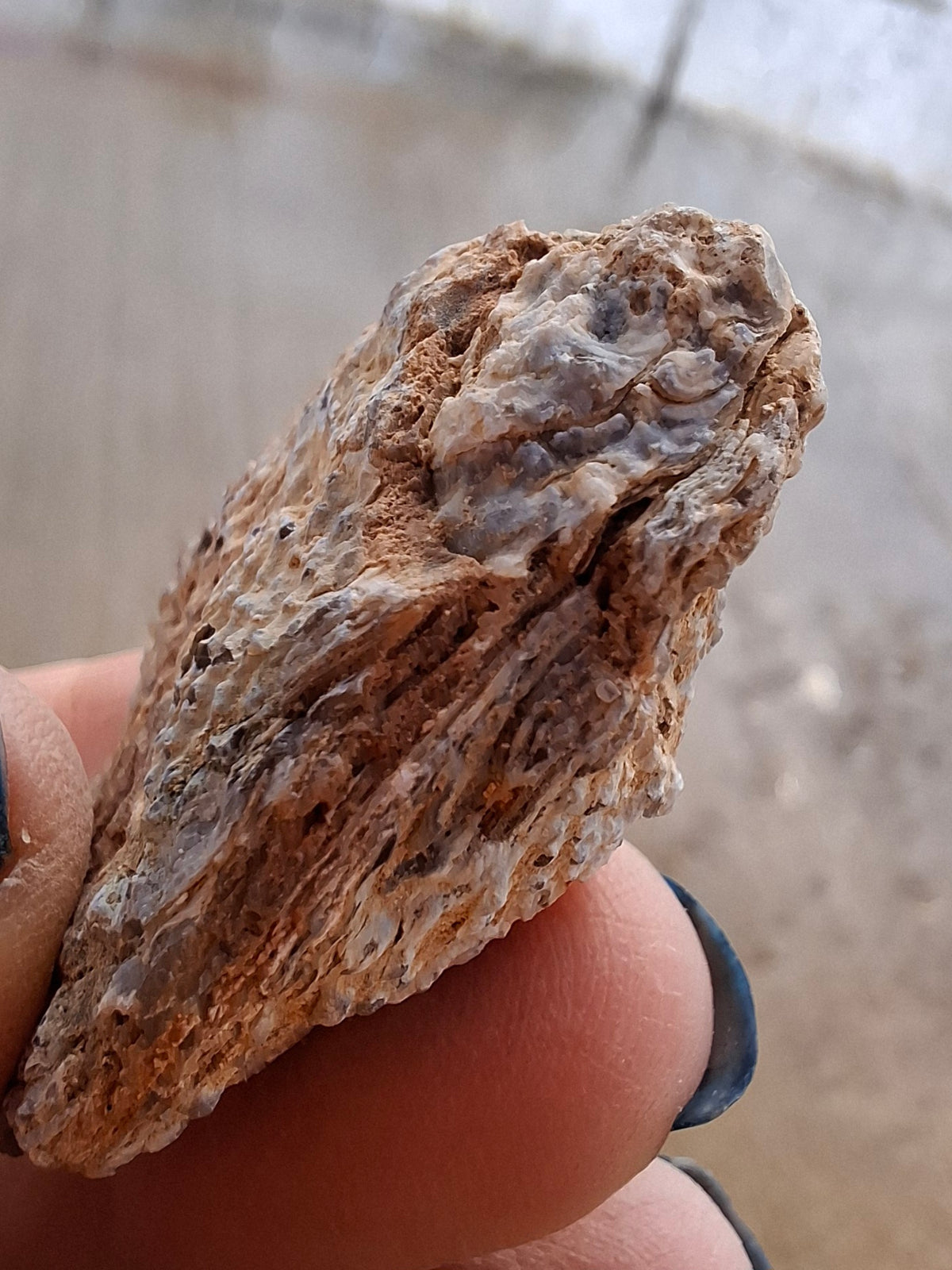 Chalcedony Oyster, Fossil (Ref: FO8)