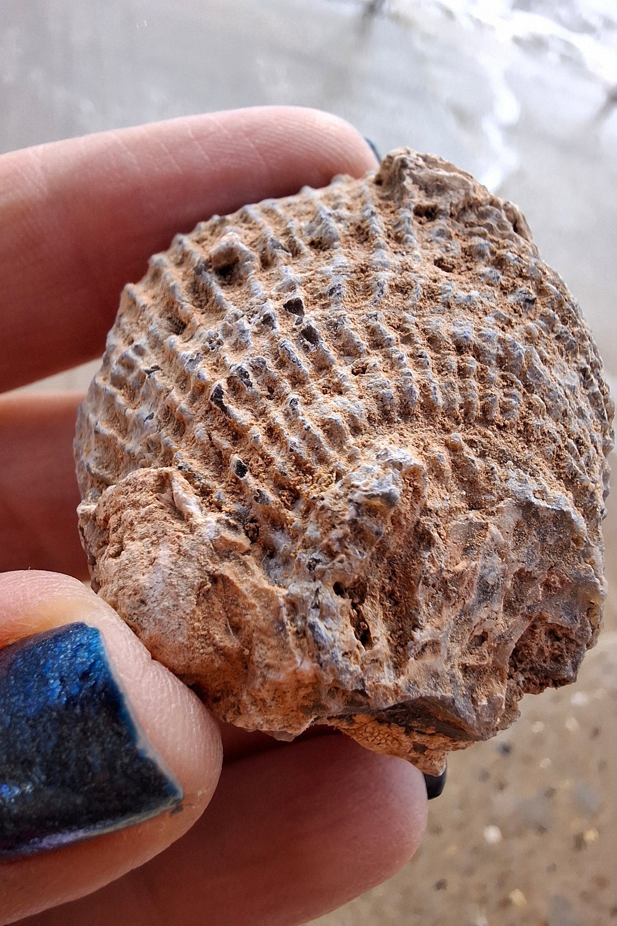 Chalcedony Oyster, Fossil (Ref: FO2)