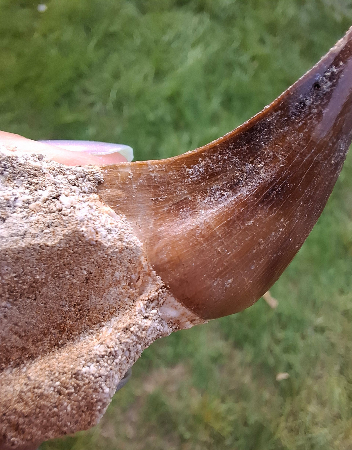 Mosasaurus Tooth with matrix, Fossil, (Ref: MTM1)