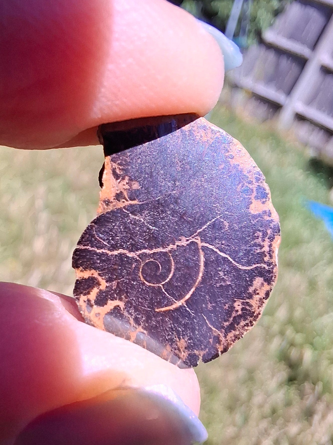Small Haematite Ammonite Halves BUNDLE, (7 pcs), Fossil (Ref: MA13)