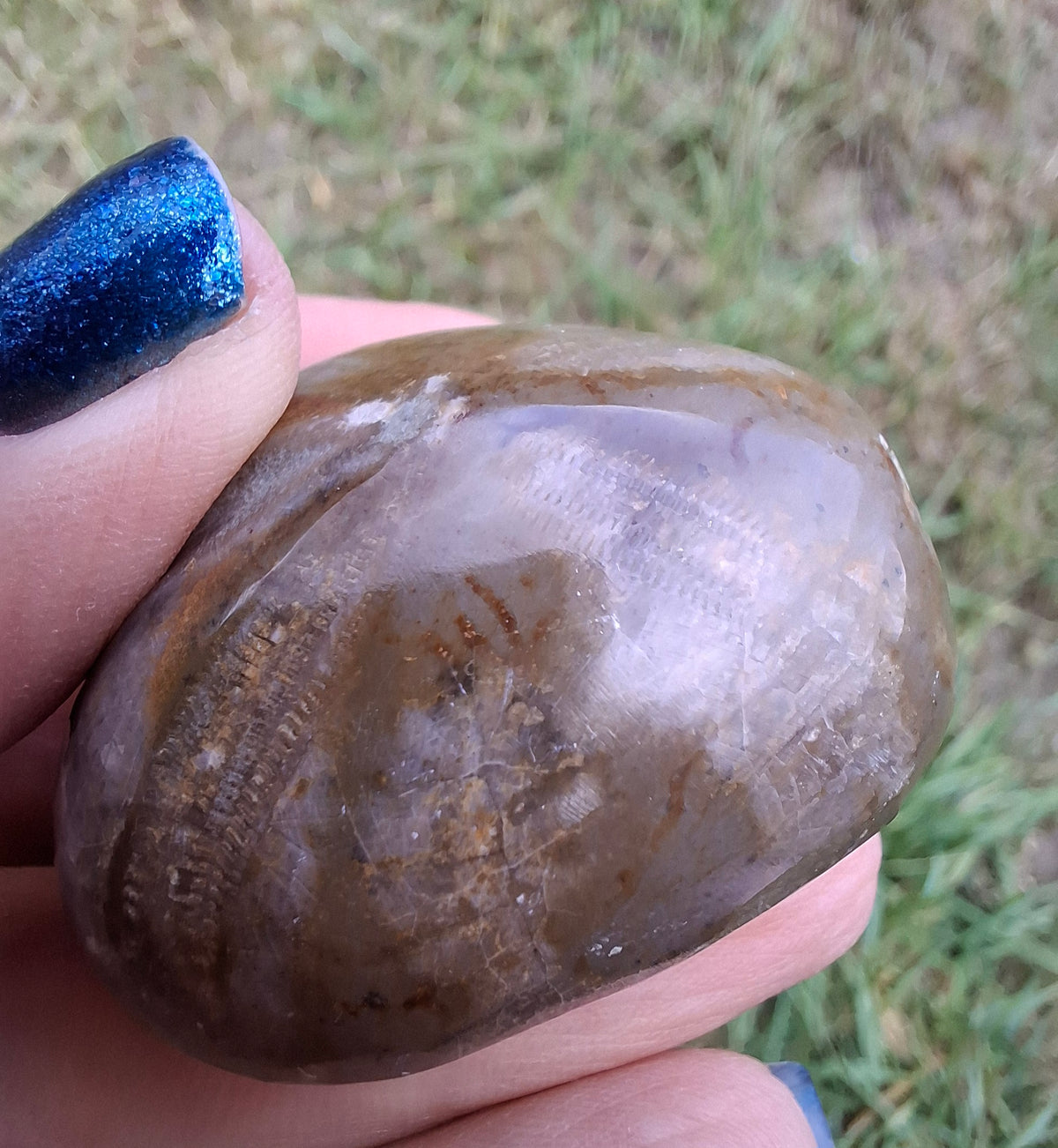 Polished Sea Urchin, Fossil (Ref: SU3)