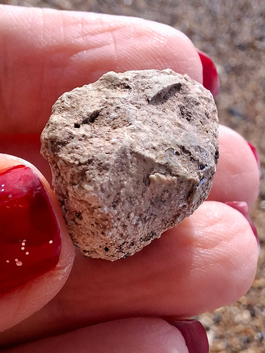 Sauropod Dinosaur Coprolite, 7.32g, Fossil (Ref: DP4)