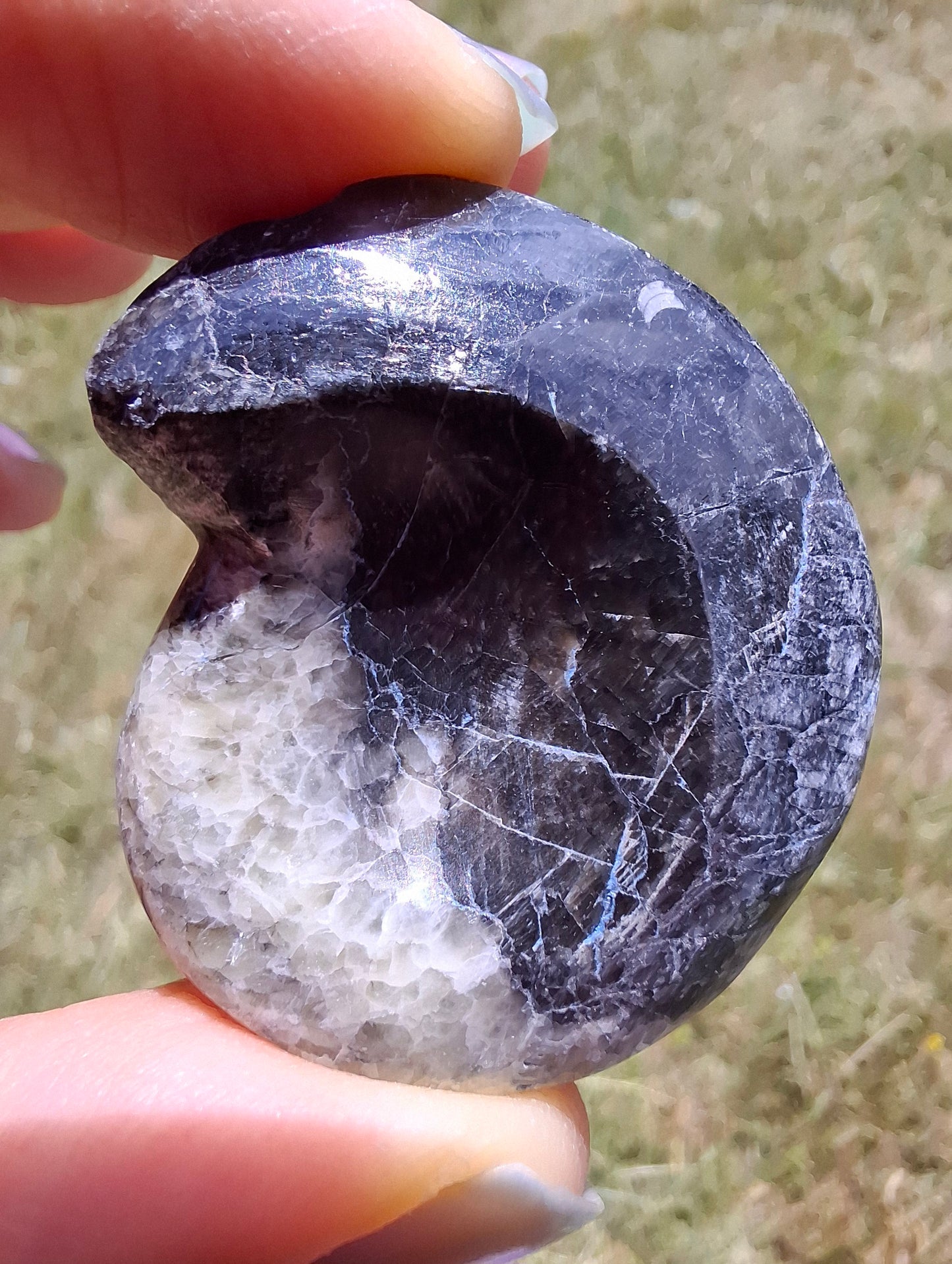 Goniatite, Fossil (Ref: GA3)