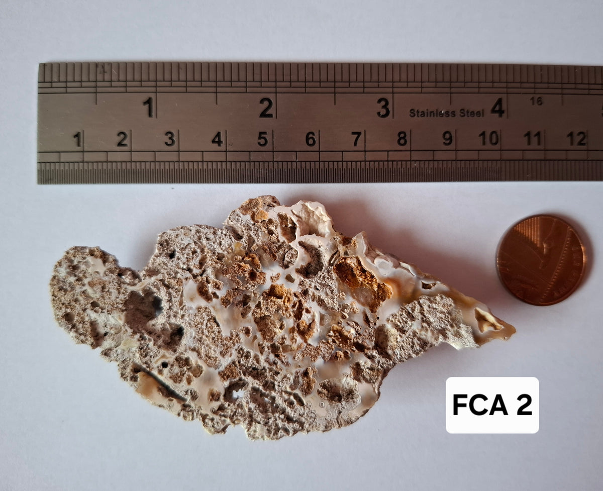 Fossilised Coral replaced by Chalcedony/Agate, Fossil (Ref: FCA2)