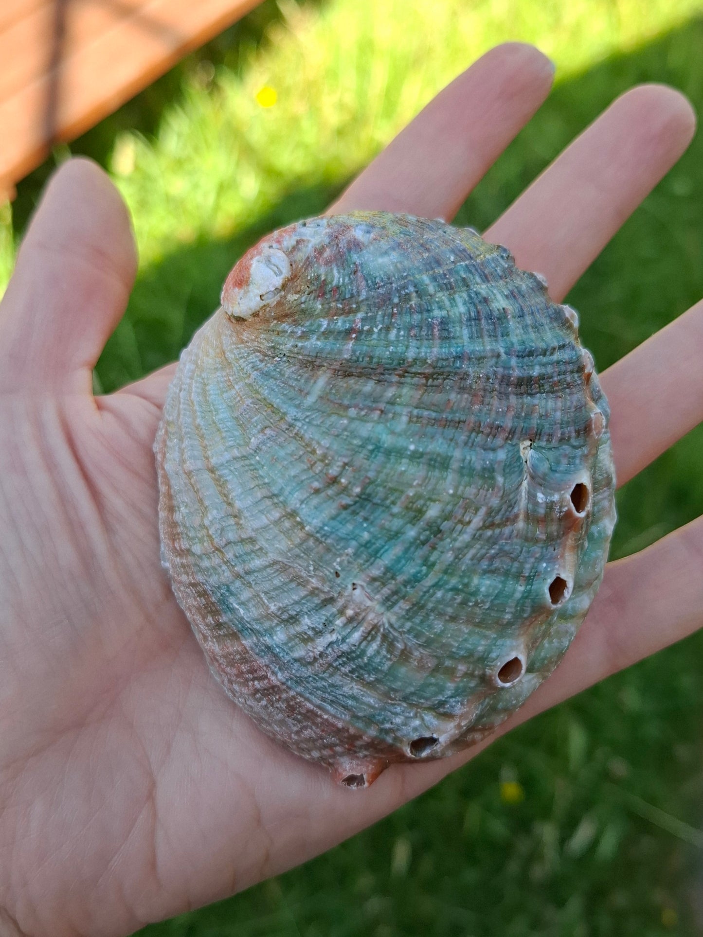 Abalone Shell, (Ref: SH2)