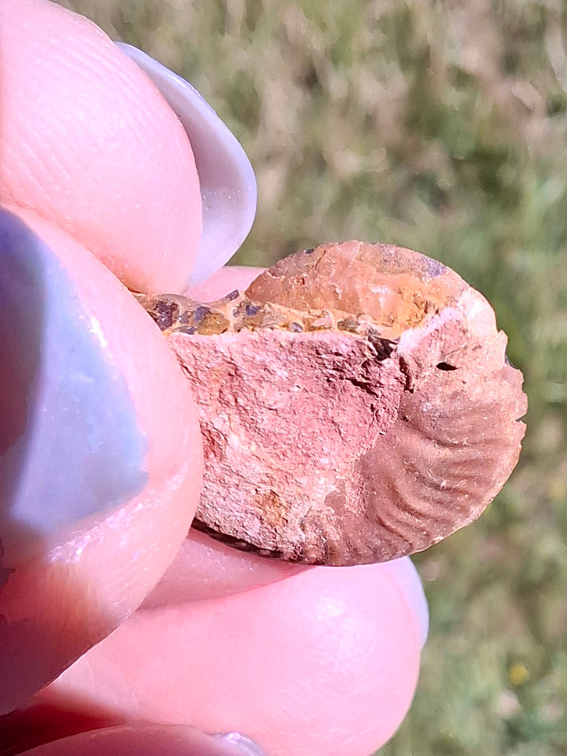 Small Haematite Ammonite HALF, 1.19g, Fossil (Ref: MA11)