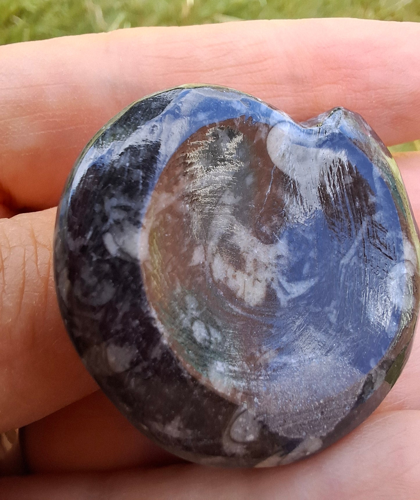 Goniatite, Fossil (Ref: GA2)