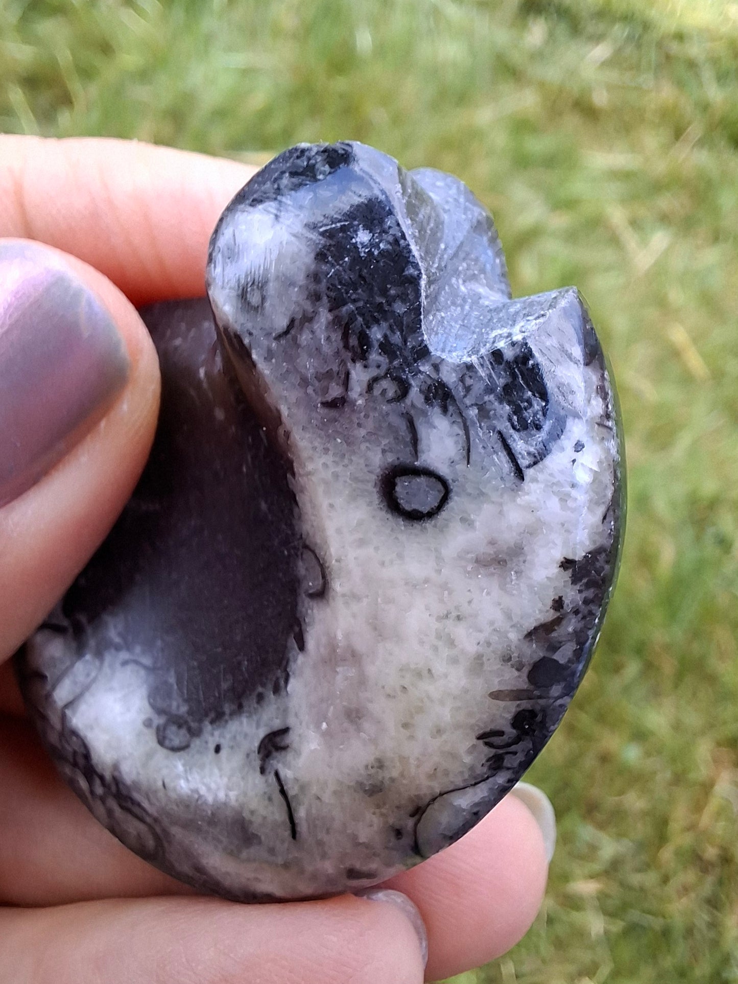 Goniatite, Fossil (Ref: GA4)
