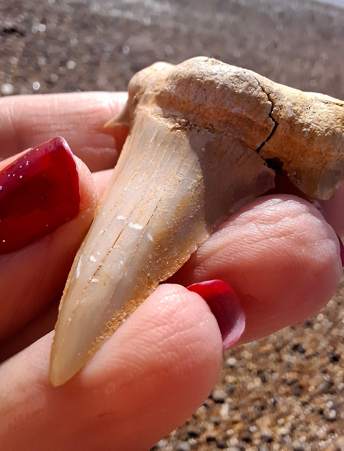 Otodus Shark Tooth, Fossil (Ref: OT6)