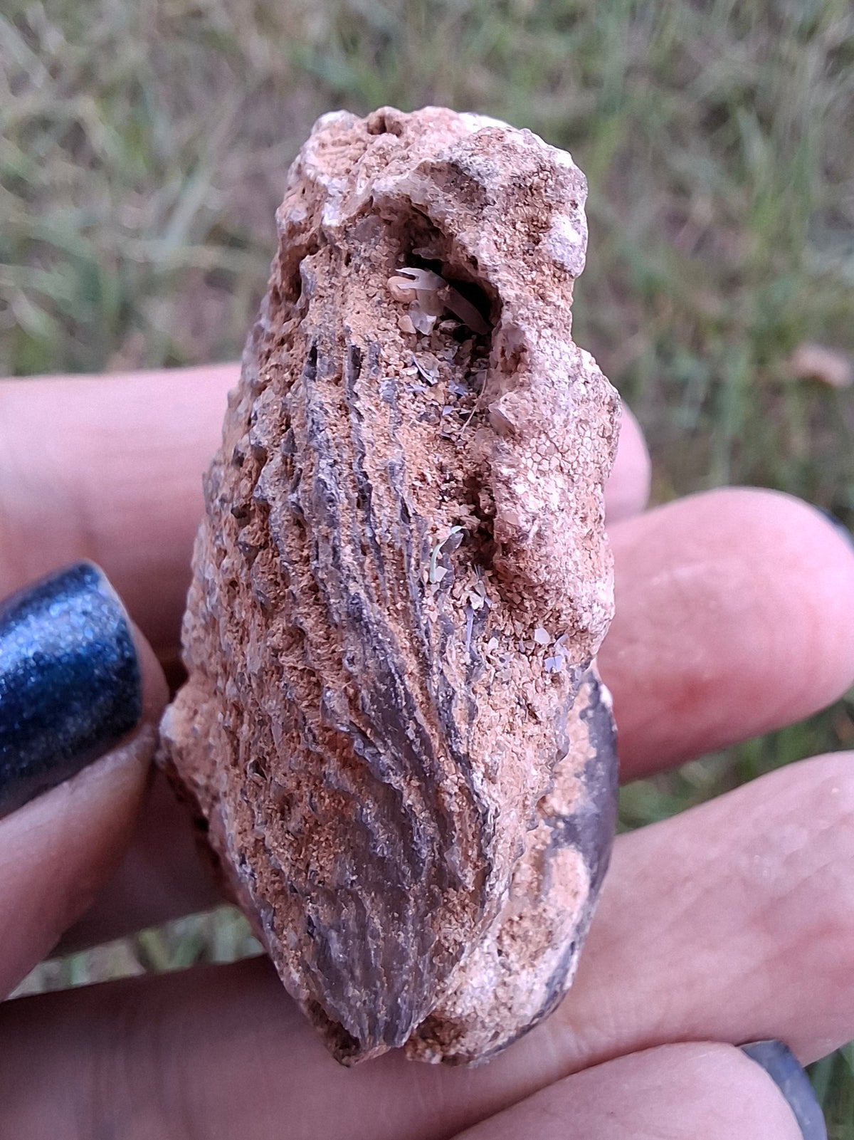 Chalcedony Oyster, Fossil (Ref: FO2)