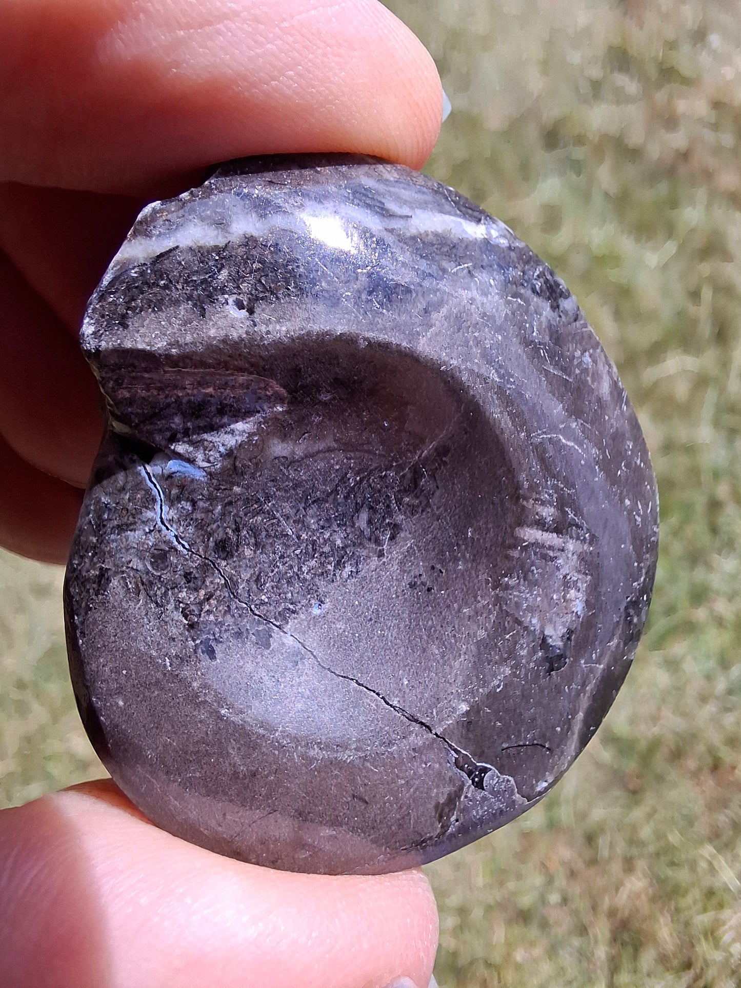 Goniatite, Fossil (Ref: GA6)