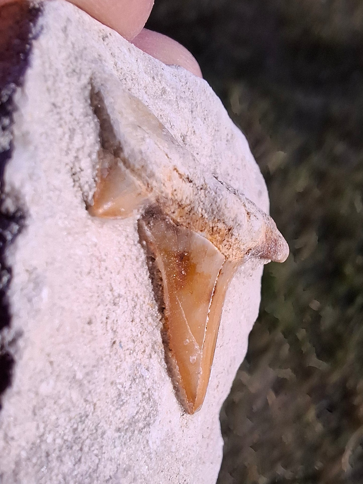 Otodus Shark Tooth, Fossil (Ref: OT4)