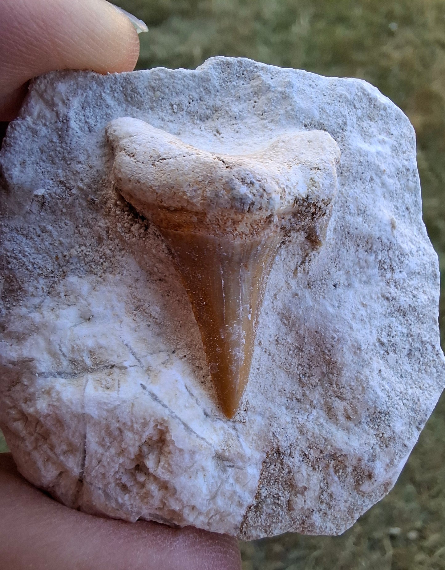 Otodus Shark Tooth in Rock, Fossil (Ref: OT2)