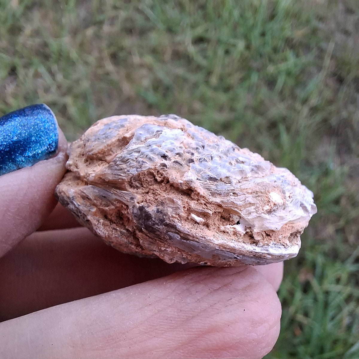 Chalcedony Oyster, Fossil (Ref: FO5)